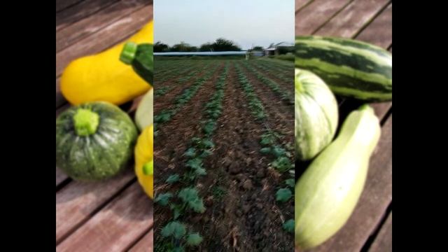 Как увеличить урожай кабачков и других овощных культур с помощью фертигации и листовых подкормок смотреть онлайн