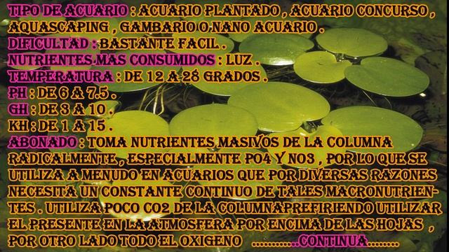 LIMNOBIUM LAEVIGATUM смотреть онлайн