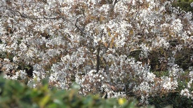 Deep healing miracle tones while enjoying Amelanchier lamarckii in full bloom смотреть онлайн