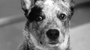 Legroni & Glukoza - Me (Mood Video)