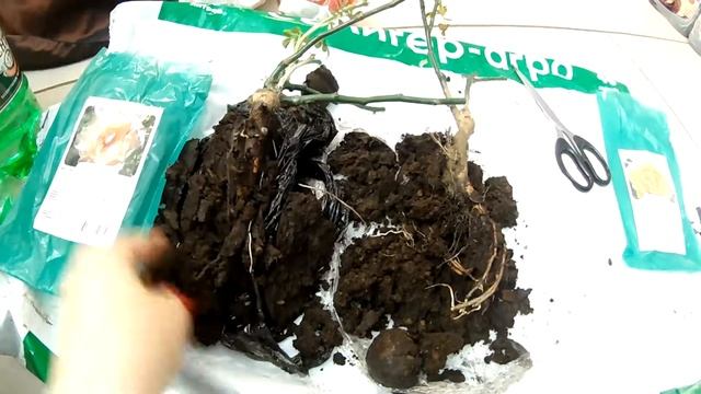 СОХРАНЯЕМ САЖЕНЦЫ/РОЗЫ/СМОРОДИНА