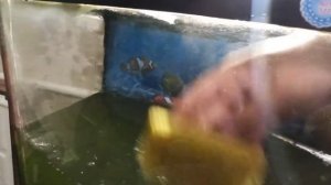 Позеленела вода в аквариуме или как удалить водоросли!!!!