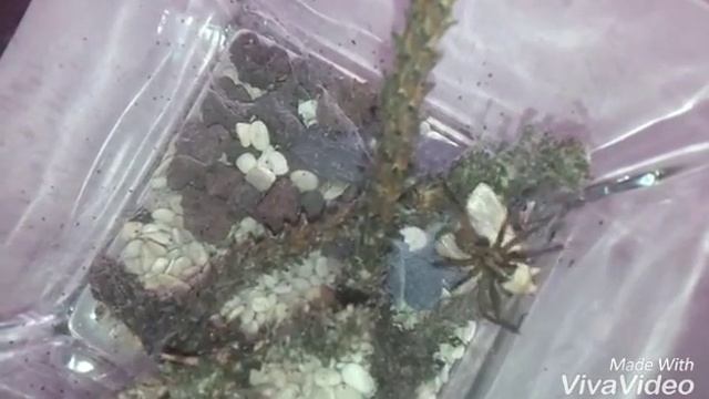 Паук Tégénaire domestique и его жертва мотылёк смотреть онлайн