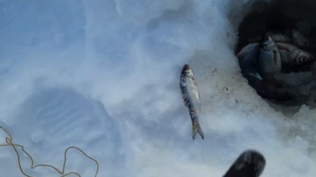 Спасаем рыбу смотреть онлайн