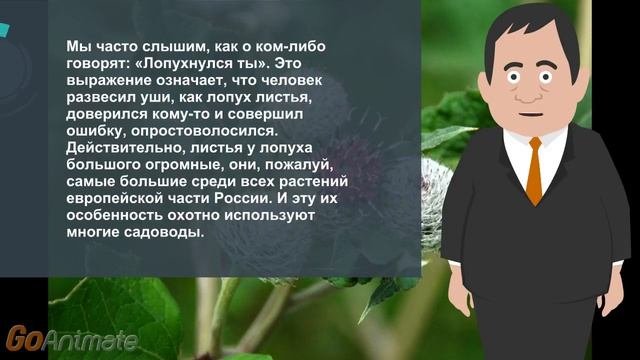 Лопух репейник знакомый и очень полезный