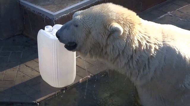 Шикарный улов для Кая! Две канистры разом))) смотреть онлайн