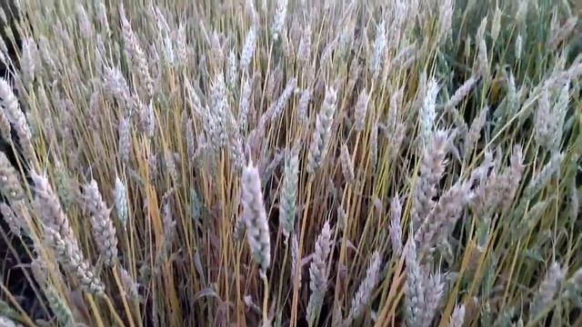 Поле,русское поле.Как растет пшеница.