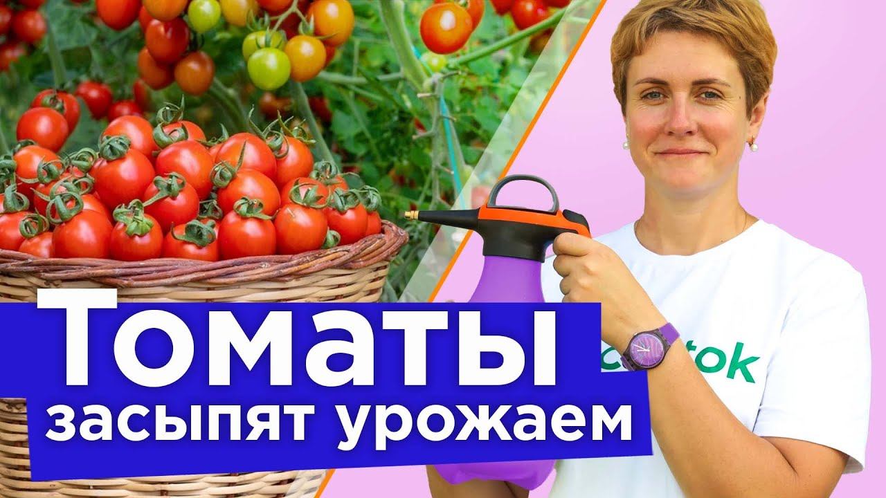 ХВАТИТ ПОЛИВАТЬ ТОМАТЫ! Финальные работы с томатами для максимально крупных и сладких плодов