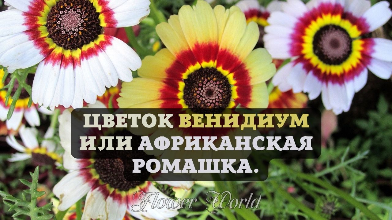 Венидиум Фото Цветов На Клумбе