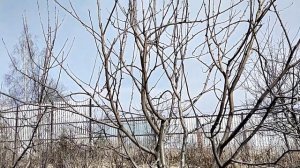 Основные правила прививки плодовых деревьев.