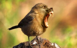 Приколы с животными котами и собаками |Улётные приколы 2021