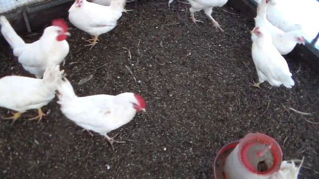 Мороз -12 первое яйцо у молодки Леггорна стандарт смотреть онлайн