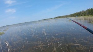 Ловля карася на Сахалине.