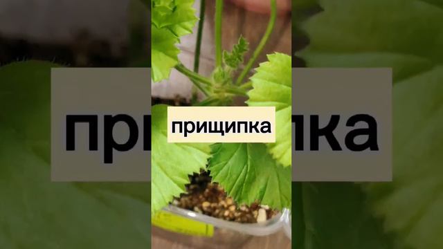 Как прищипнуть черенок?