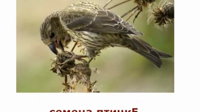 "Кто что ест?" Логопедическая игра для дошкольников смотреть онлайн