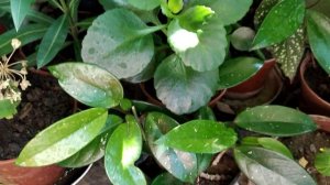 Самые красивые комнатные растения для вашего дома!