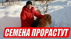 Даже старые семена прорастут, как сэкономить на семенах
