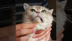 Чистка зубов котов и кошек!