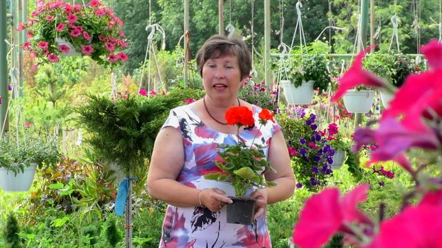 Выращивание, уход за цветком Герань смотреть онлайн