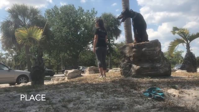 16 Month Old Doberman "Thor" | Melbourne Dog Trainers | Space Coast Dog Trainers | смотреть онлайн