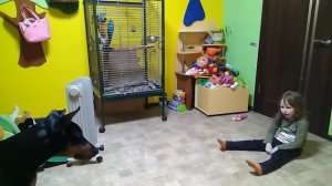 Ребёнок дрессирует собаку
