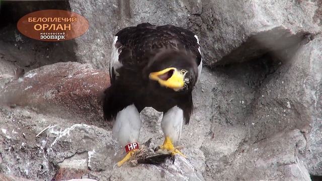 Московский зоопарк. Белоплечий Орлан смотреть онлайн
