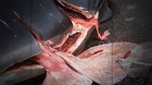 ШОК! ПРАВДА О ЧУДОВИЩЕ В ЧЕРНОМ МОРЕ! ОНИ СУЩЕСТВУЮТ!