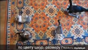 Песня Баффи МИЛАФИ ИЛЬЯ