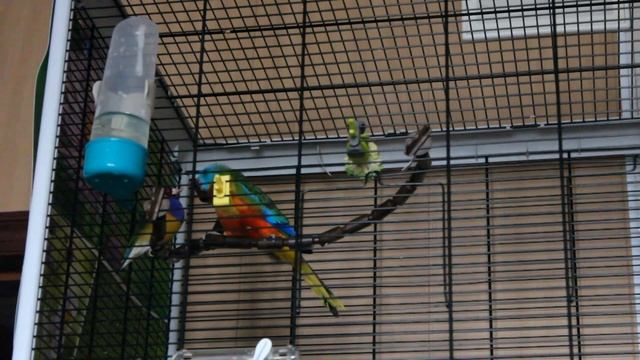 Попугай пытается накормить амадину. Разные виды в одной клетке смотреть онлайн