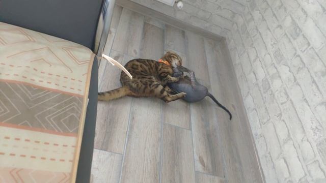 Бенгал и сфинкс играются 2 смотреть онлайн