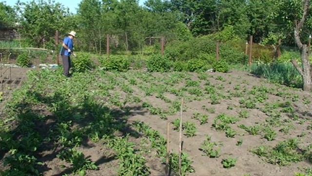Борьба с сорняками. Прополка картофеля плоскорезом Мазнева смотреть онлайн