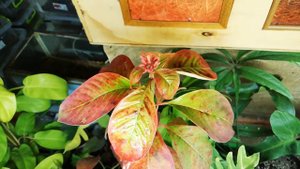 Апполо. Препарат против клеща.