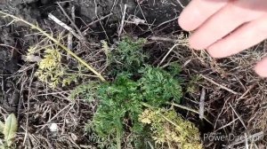 Как собрать семена моркови / Жизнь в селе.