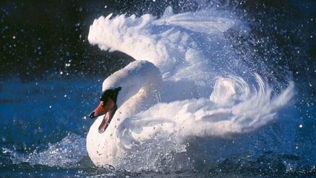 Баев Евг. "Лебедь плачет смеясь" (флейта - гитара) смотреть онлайн