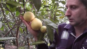 Citrus aurantium var. bergamia 'Fantastico' Бергамот "Фантастико"