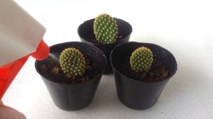 cactus care for beginners | Bunny Ears Propagation - Opuntia Microdasys -