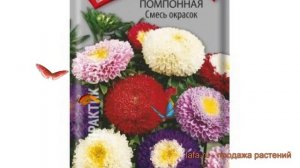 Астра помпонная Смесь окрасок (smes okrasok) ? обзор: как сажать, семена астры Смесь окрасок