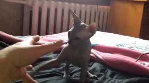 Сфинкс напал на человека Sphynx attacked a human