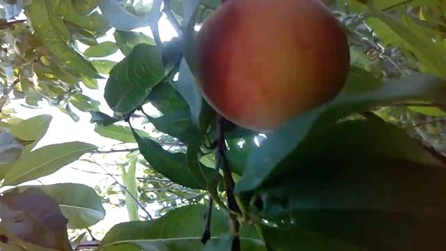 Персики в средней полосе России смотреть онлайн