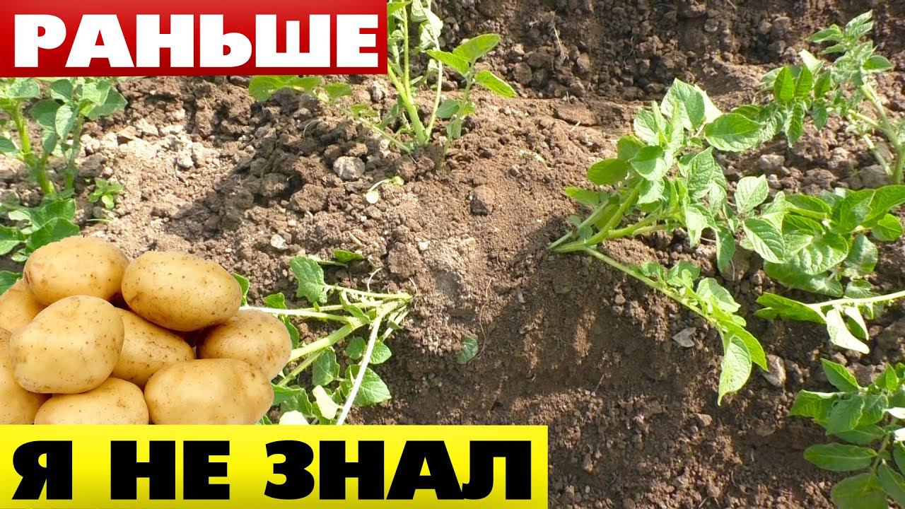 Окучиваю картофель веером - получаю до 2 ведер клубней с куста
