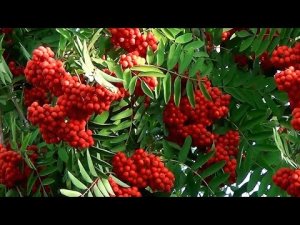Ферментированный чай из листа красной рябины.