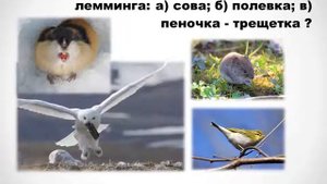 Викторина Животный мир северных лесов