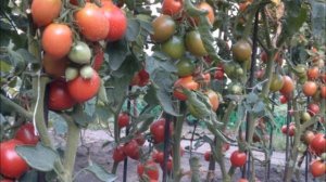 Сызранские коллекционные томаты из "помидорной" столицы Поволжья