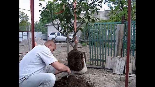 Пересадка дерева лимона!!! смотреть онлайн