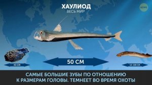 46 страшных фактов о мегалодоне и других опасных существах
