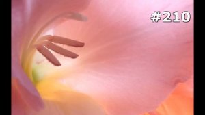 #210. Цветы и растения - самые лучшие цветы