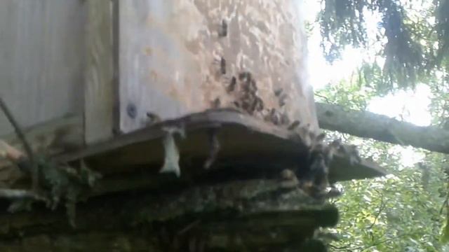 ✅ ДВА РОЯ С ОДНОГО ДЕРЕВА 🐝 РОЙ ЗАХОДИТ В ЛОВУШКУ смотреть онлайн