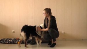 КАК КУПАТЬ СОБАК? КАК ПРИУЧИТЬ СОБАКУ К КУПАНИЮ? КУПАНИЕ СОБАК-КАК И ЧЕМ СУШИТЬ СОБАКУ ПОСЛЕ КУПАНИ