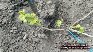 ? Почему Ваш виноград на даче не растет, а мой на ютубе девать некуда))) Виноград без прикрас.