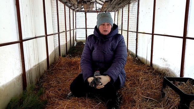 Можно ли кур ДЕРЖАТЬ ЗИМОЙ в парнике. смотреть онлайн